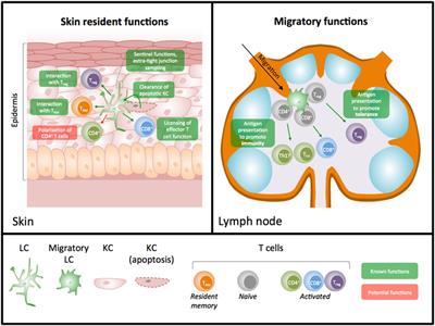 Redefining the Role of Langerhans Cells As Immune Regulators within the Skin